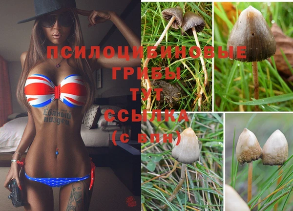 гашиш Богданович
